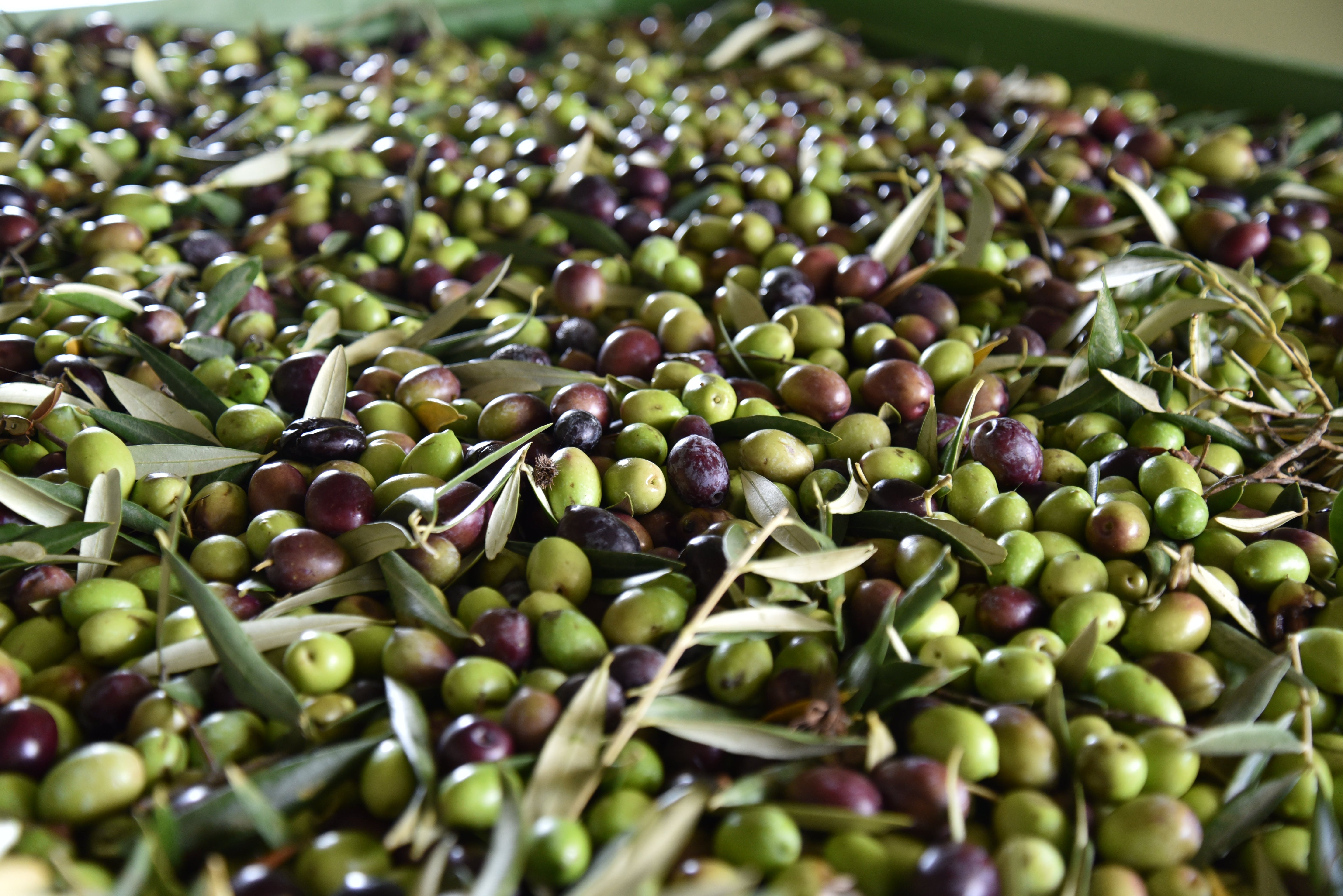 Harvest to Mill: Why Timing Quietly Shapes EVOO Quality