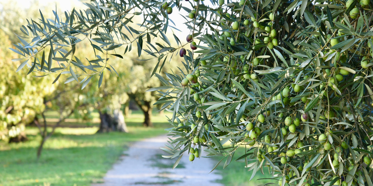 Carolea olive trees with green olives at Tenute Cristiano estate in Calabria, Italy
