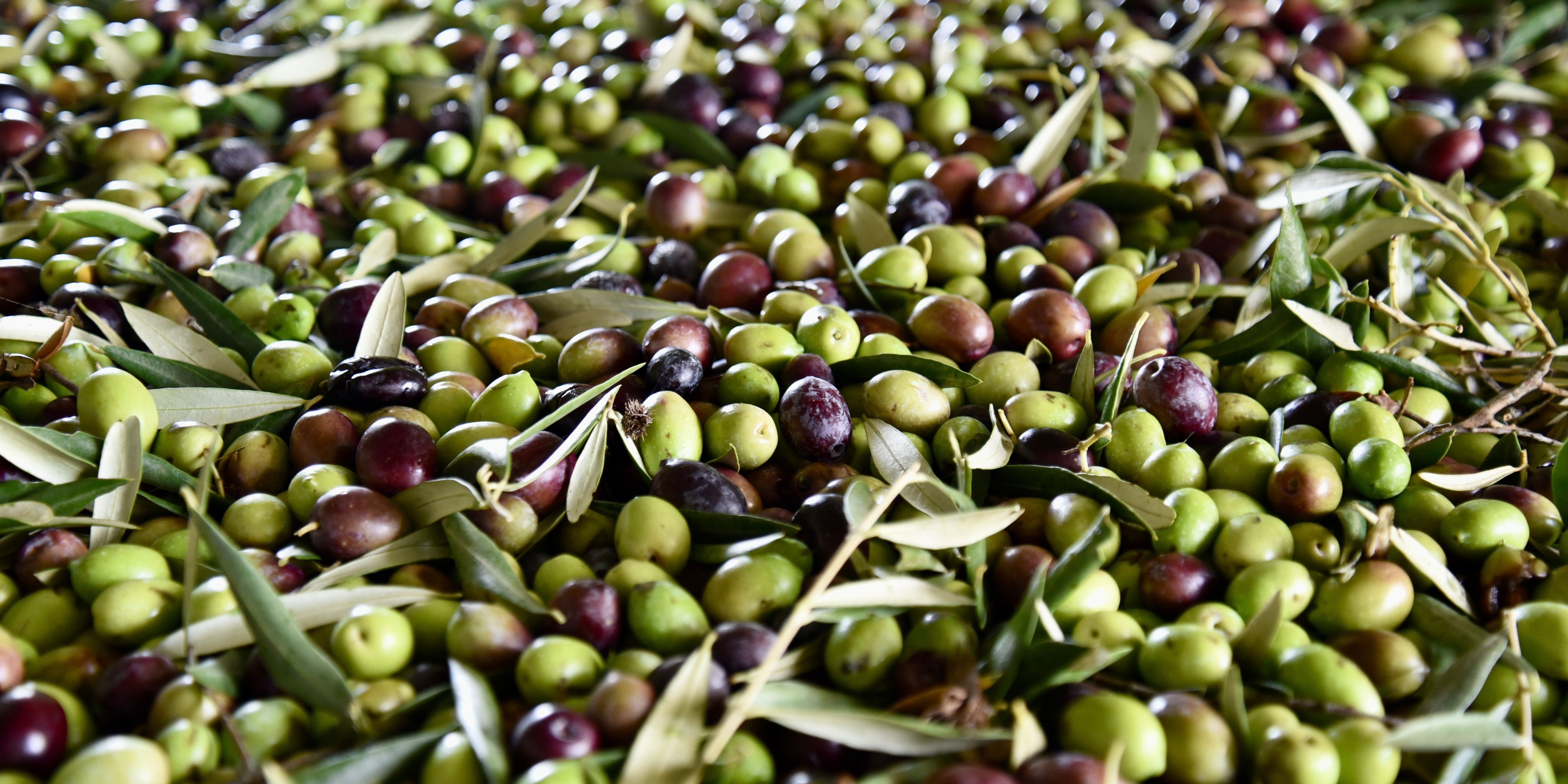 Why Early Harvest Extra Virgin Olive Oil Is Superior