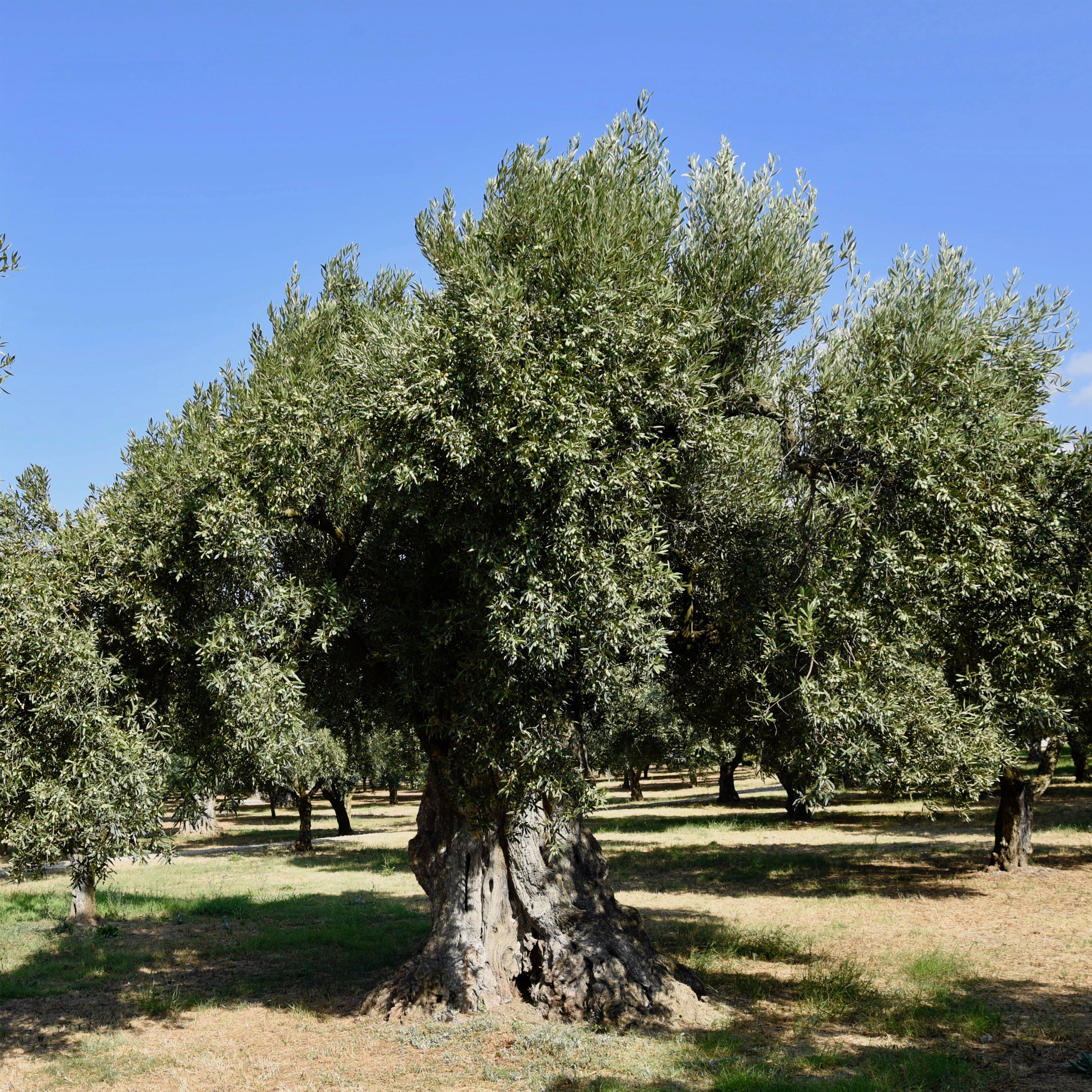 BIO – Olio Extra Vergine di Oliva Biologico