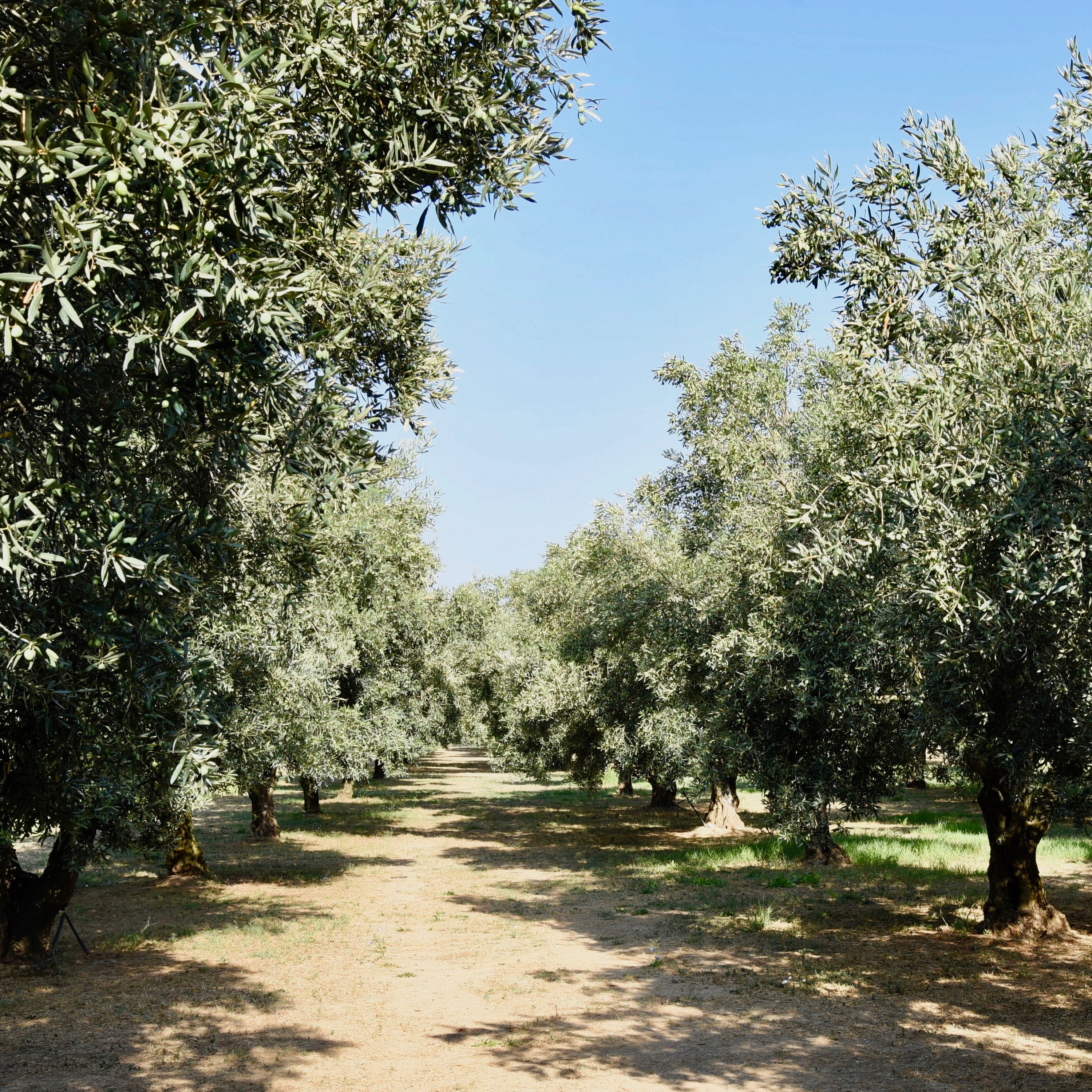 CAROLEA – Olio Extravergine di Oliva 