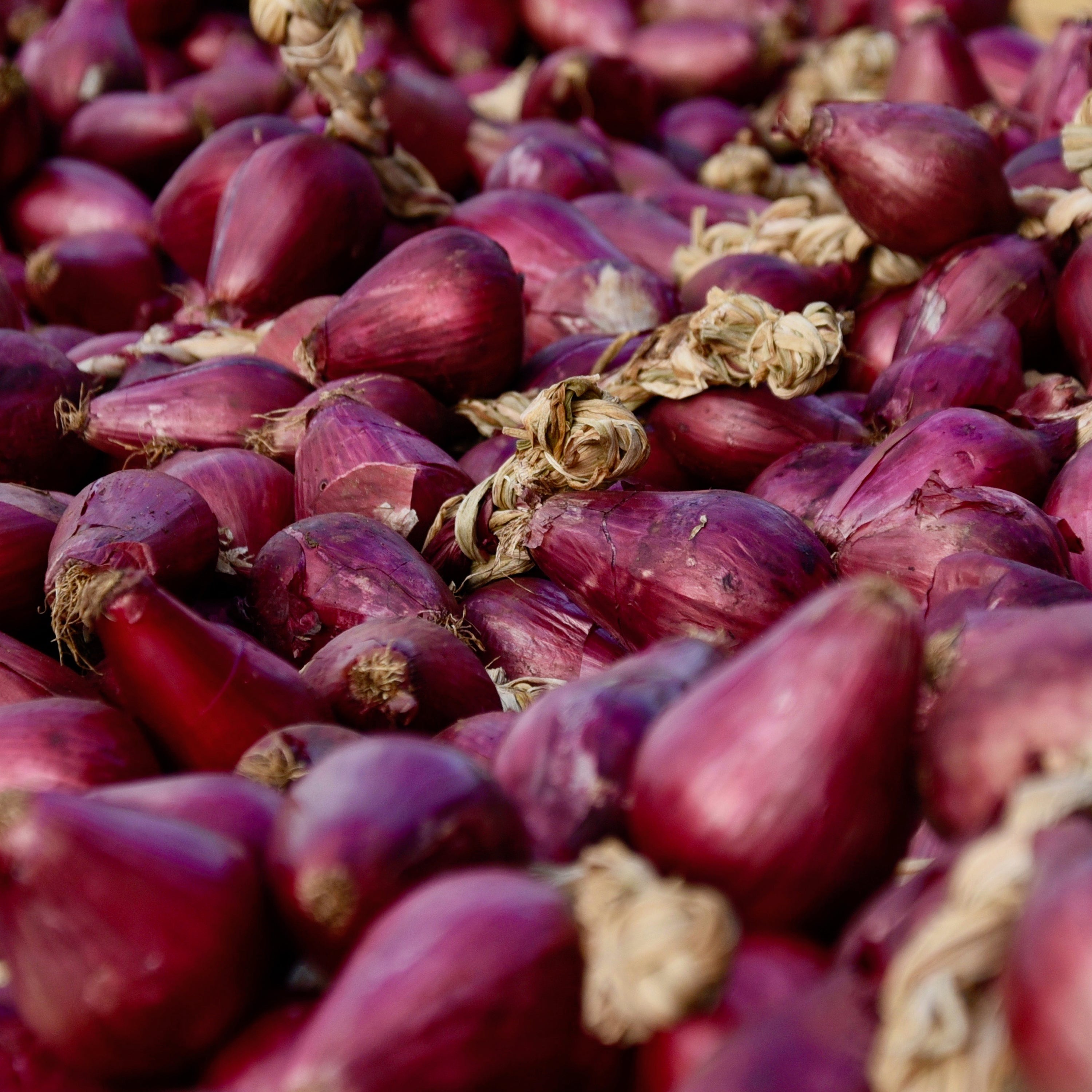 Cipolla rossa di Tropea Calabria IGP - Olio Aromatico
