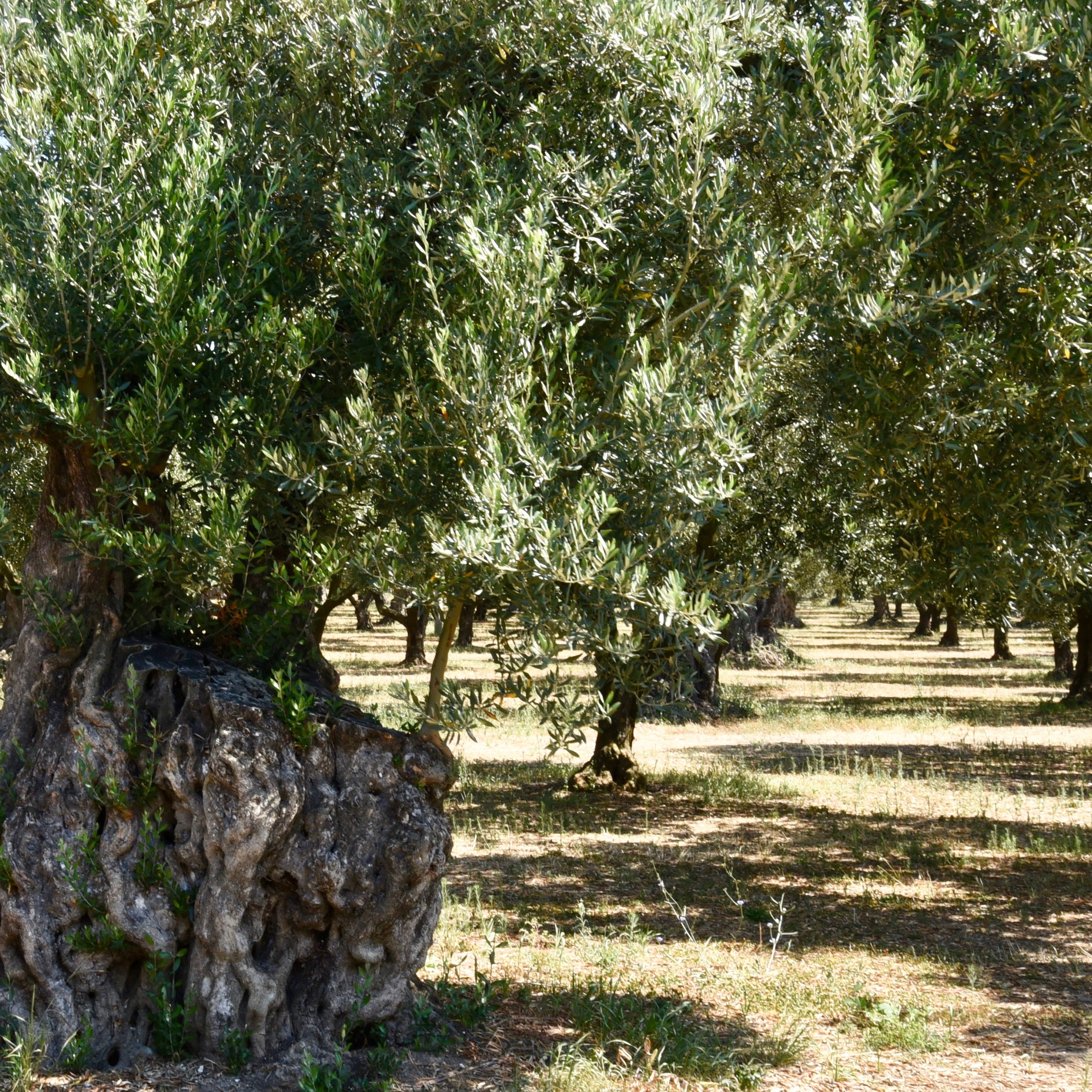 N.1 – Edizione Limitata Prima Settimana di Raccolta