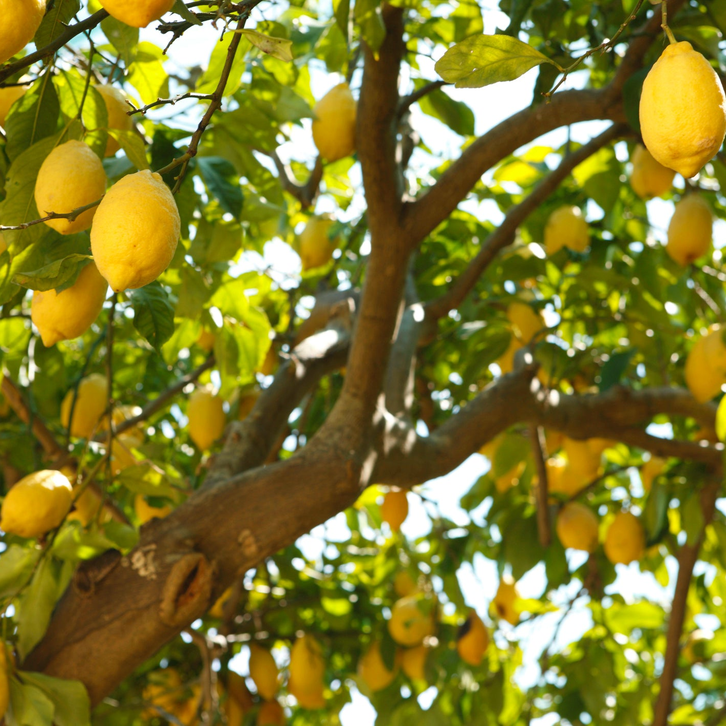 LIMONE – Olio aromatico